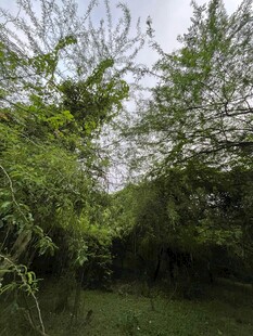 林间绿意盎然的自然景象