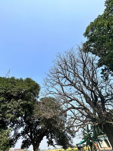 蓝天映衬下的树木景观