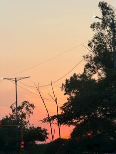 夕阳下的树木与电线杆