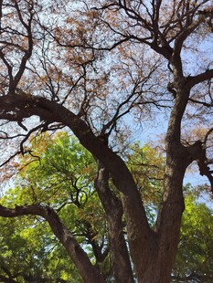 老树新枝 展现自然生机