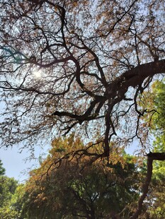 树枝伸展于蓝天绿树间