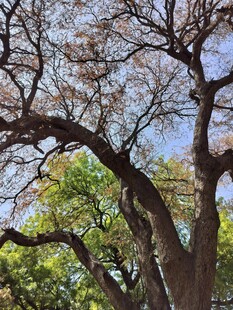 繁茂大树展现自然生机