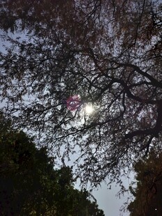 透过树枝看天空的微光