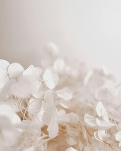 白色绣球花特写