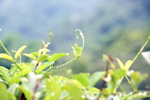 嫩绿植物展现蓬勃生机