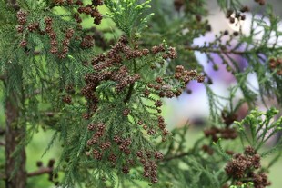 松枝上的松果与绿植