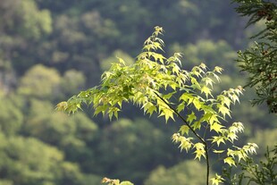 嫩绿枝叶于山林间舒展