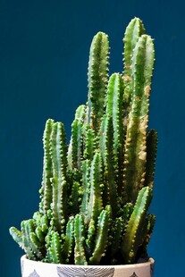 盆栽仙人掌 绿意小清新