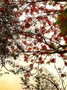 枝头红花映天际