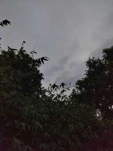 阴天中的茂密树冠