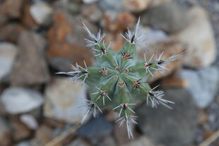 带刺小植物特写