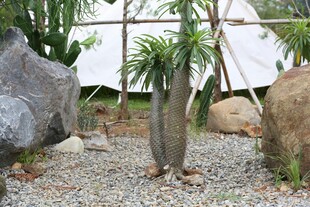 室内石景与绿植景观