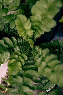 翠绿蕨类叶片特写