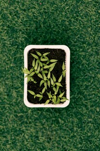 方形框内翠竹图案