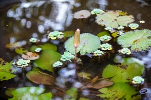 水中漂浮的多彩水生植物
