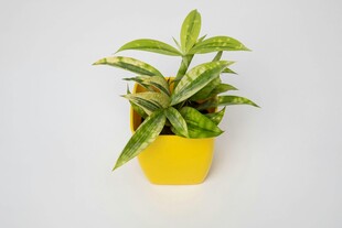 黄色花盆中的翠绿植物