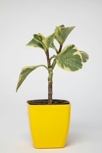 黄色花盆中的斑叶植物