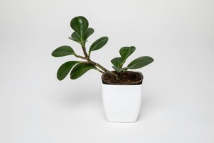 白色花盆中的翠绿小盆栽