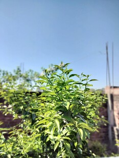 墙头绿植 一抹自然生机