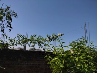 蓝天映衬下的绿植生机