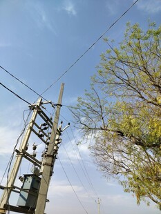 户外电线杆与绿树景观