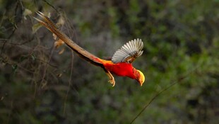 红腹锦鸡
