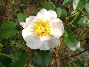 白色山茶花特写