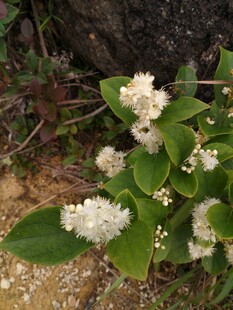 白色簇生小花的绿色植物