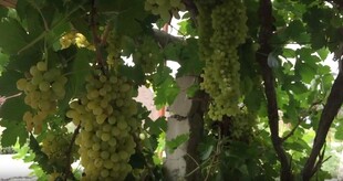 葡萄藤下的串串青葡萄