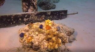 海底多彩珊瑚景观