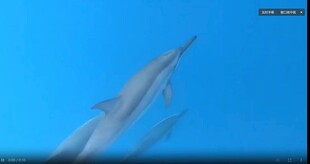 海豚跃出蓝色海面