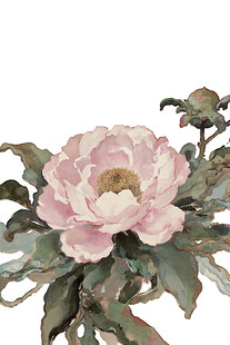 粉色芍药花卉插画