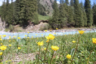 溪边绽放的黄色野花