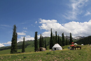 草原上的帐篷与挺拔树木