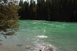 碧绿河水旁的茂密树林