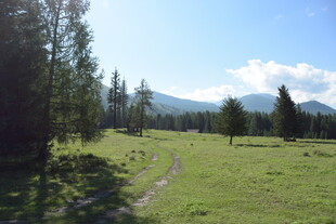山间绿野小径风光
