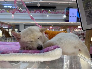 商场中安睡的可爱狗狗