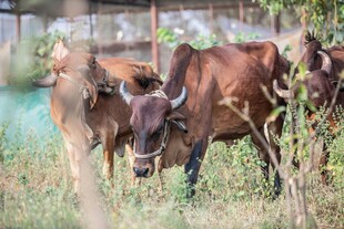 牛群在草地悠闲站立
