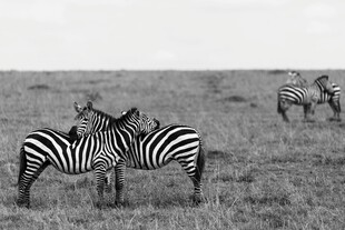 草原上亲昵的斑马身影