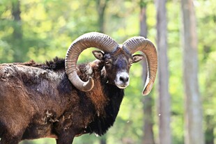 大角羊于林间的独特风采