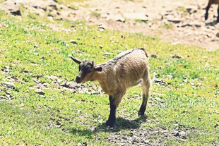 草地上的小山羊