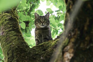 树上猫咪 隐匿于绿意间