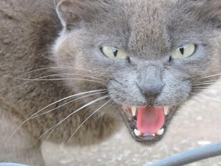 怒目而视的猫咪