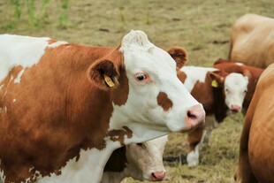 牧场上的几头花斑奶牛