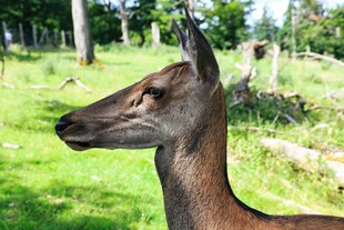 林中鹿的优雅侧影