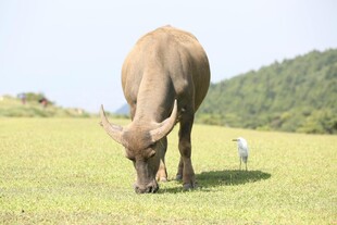 水牛草地觅食伴小鸟