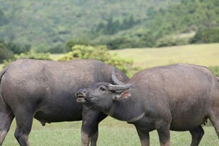 田野中两头水牛亲昵互动