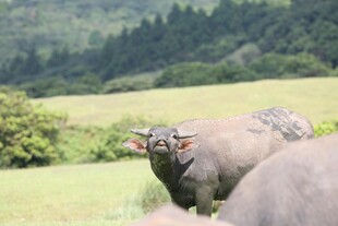 草原上的水牛群
