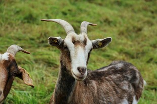 草地上的两只山羊
