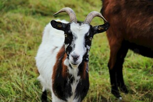 黑白山羊站于草地